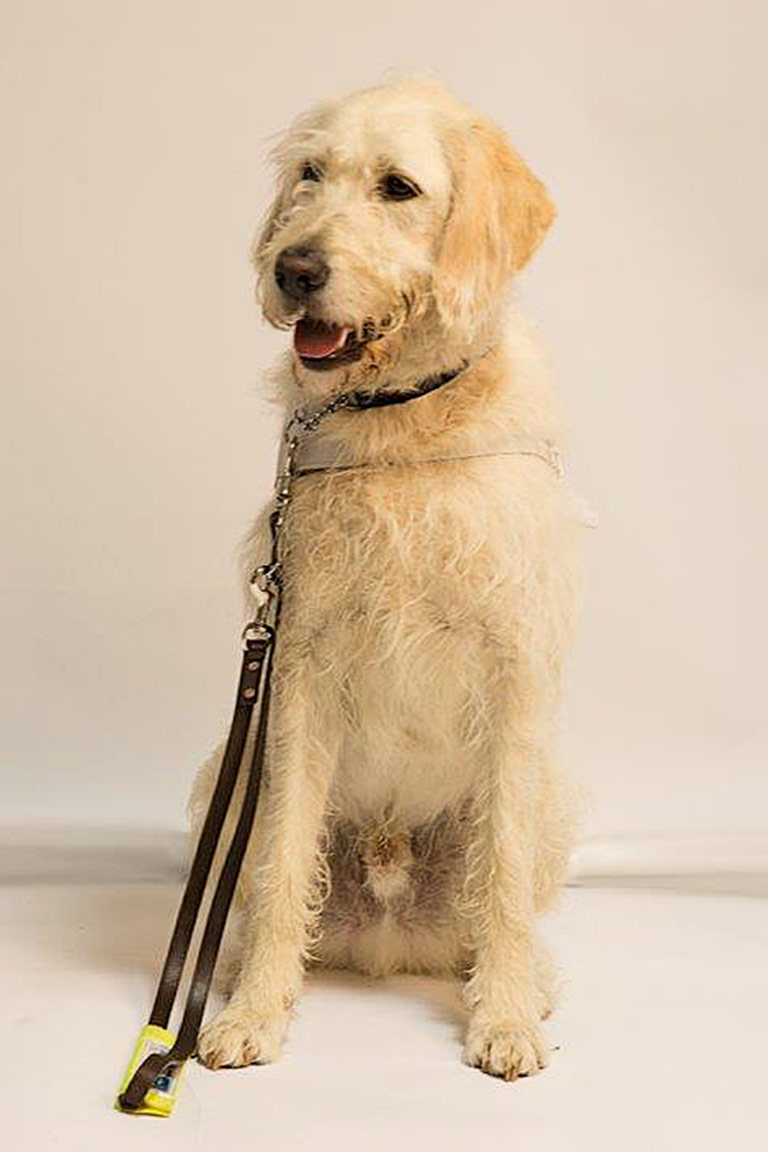 Guide Dog Rehoming >> Supporting Volunteers Week 2016 Gchq Guide Dog Rehoming >> Supporting Volunteers Week 2016 Gchq